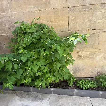 Daire Petite Maison De Quartier Theatre Et Jardin Public